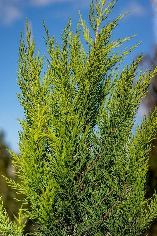 Cupressus macrocarpa ‘Goldcrest’