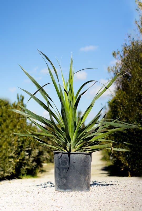 Dracena drago
