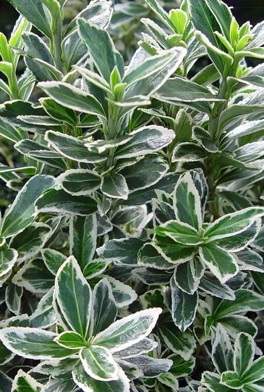 Euonymus Japonicus ‘Microphyllus Albovariegatus’