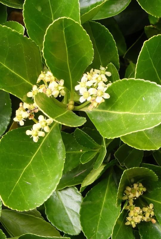 Euonymus japonicus