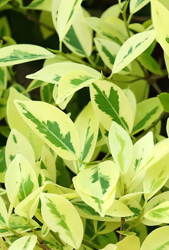 Ficus exsotica