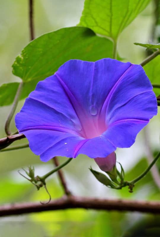 Ipomea indica