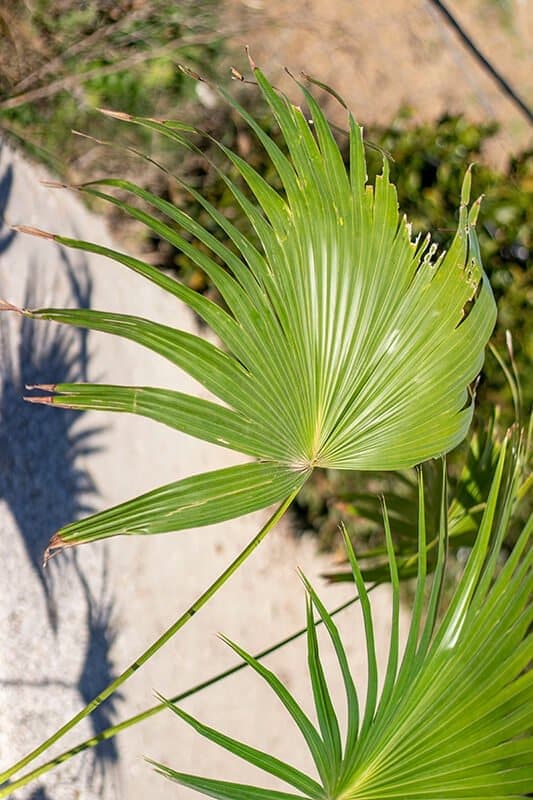 Latania Loddigesii