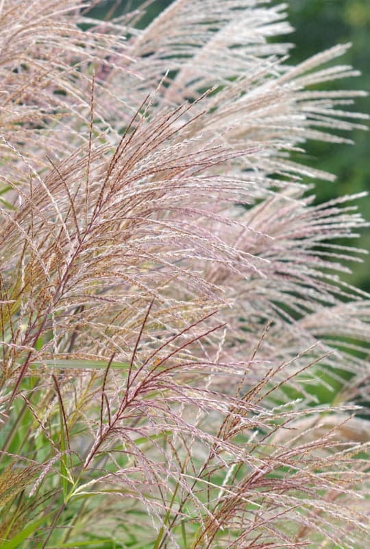 Miscanthus Sinensis