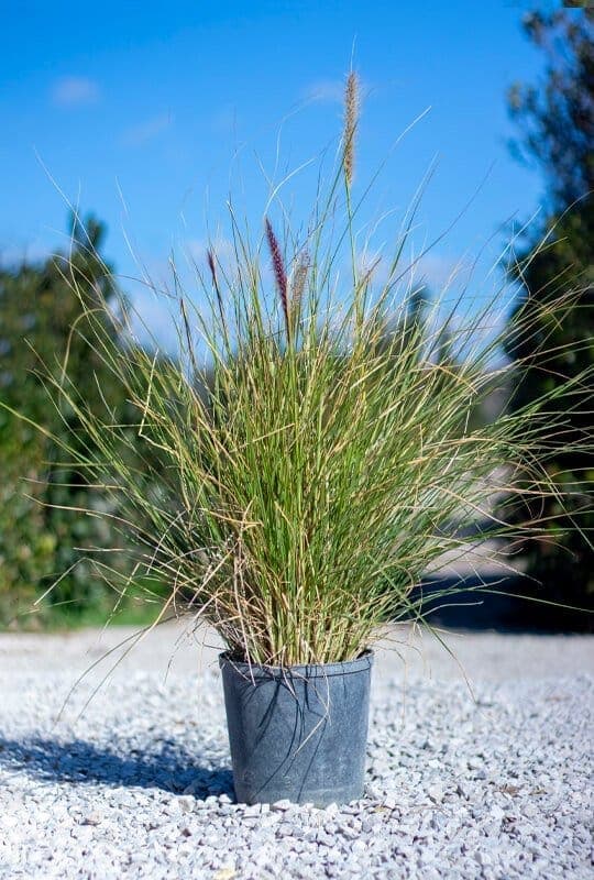 Pennisetum orientalis