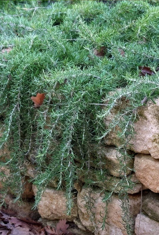 Rosmarinus repens