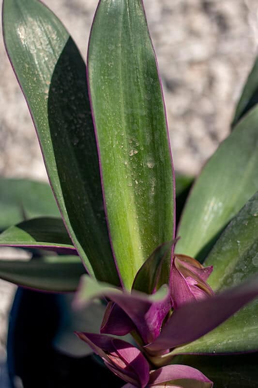 Tradescantia spthacae