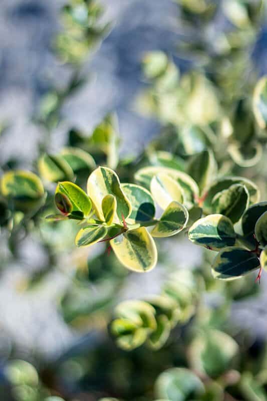 Carissa Macrocarpa ‘variegata’